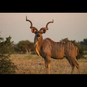 Meet your Posher, Cody